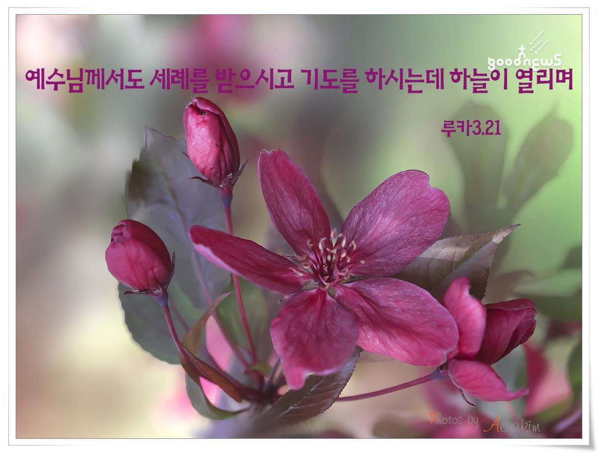 주님 세례 축일 - 여정성경봉사자 - 1091
